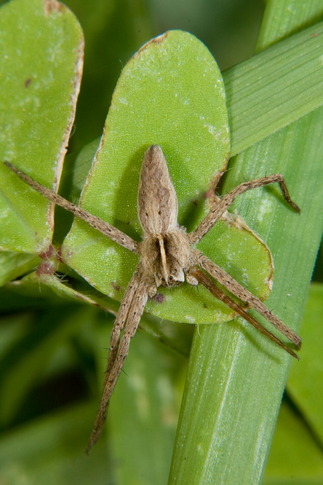Pisaura sp.