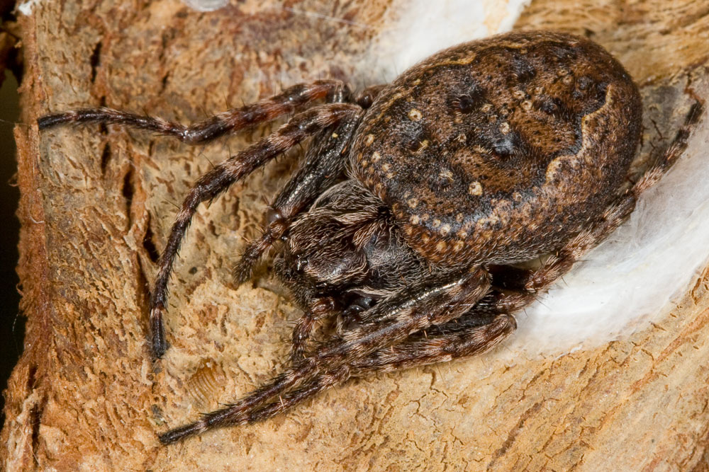 Nuctenea umbratica