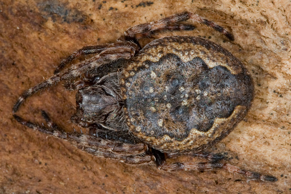 Nuctenea umbratica