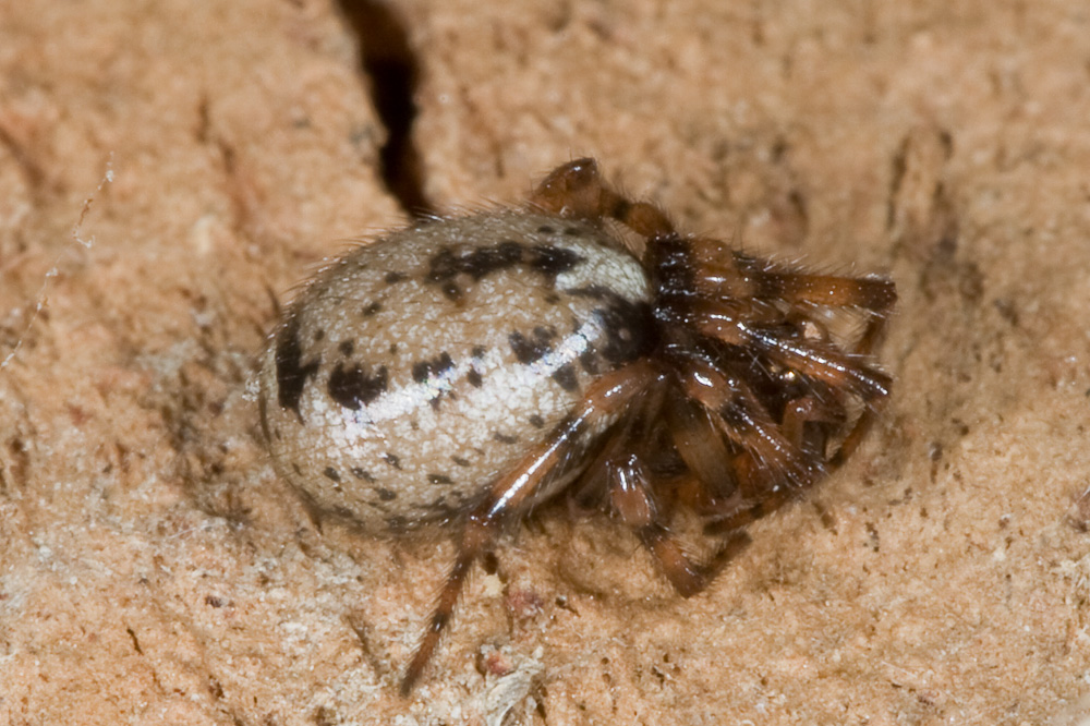 Enoplognatha sp.