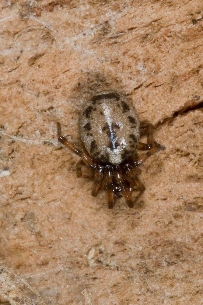 Enoplognatha sp.