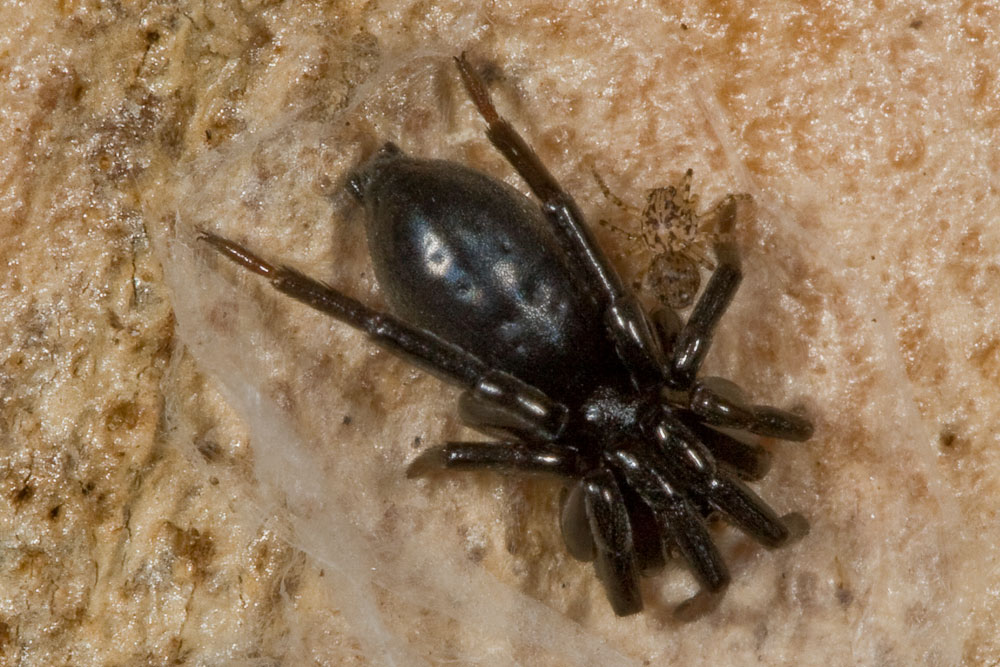 Trachyzelotes sp. e Scytodes thoracica