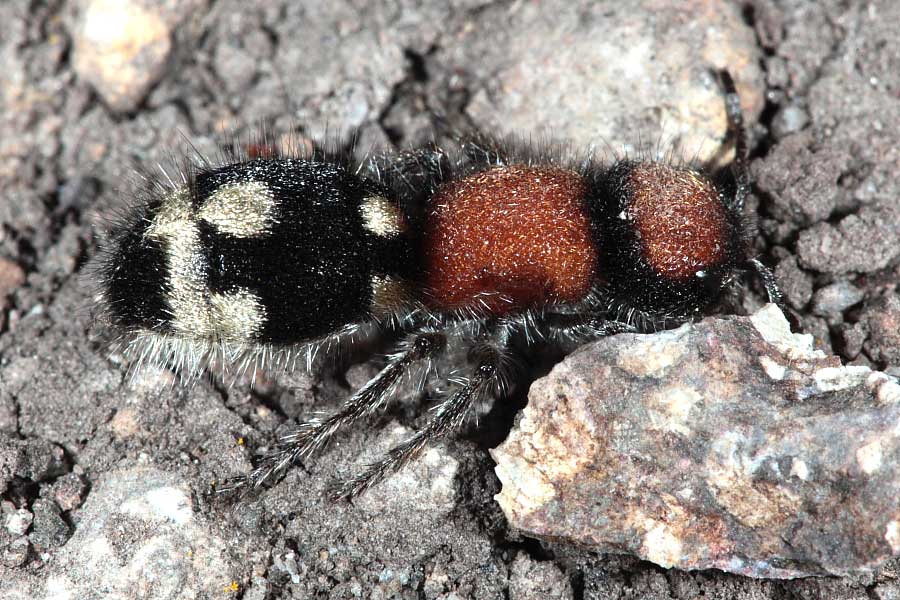 Ronisia brutia (Mutillidae)