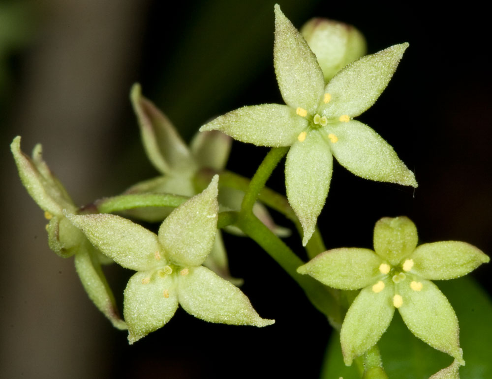 Rubia peregrina / Robbia selvatica