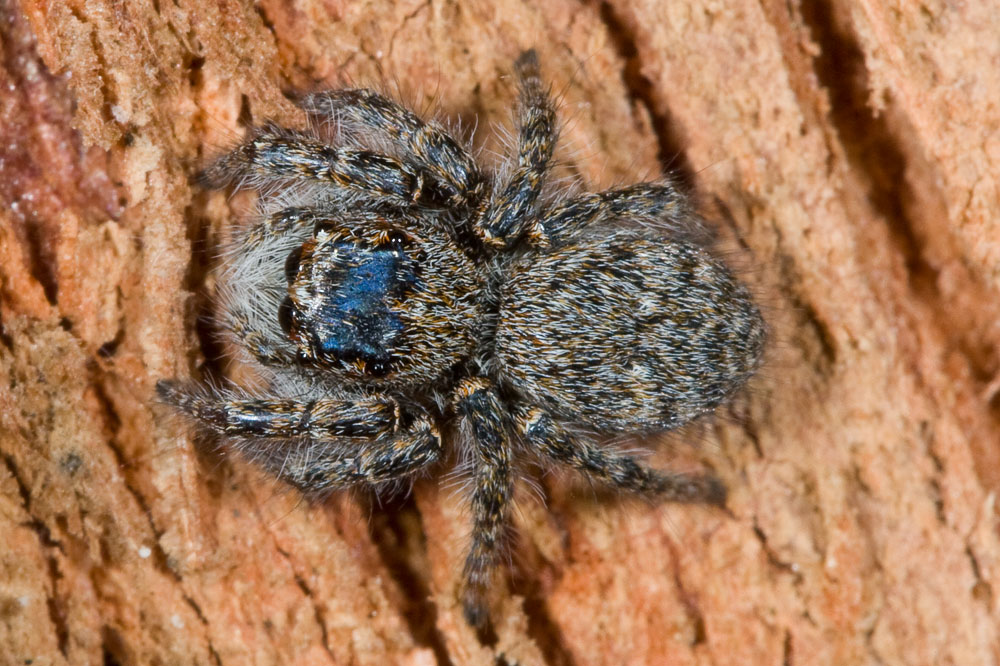 Salticidae...