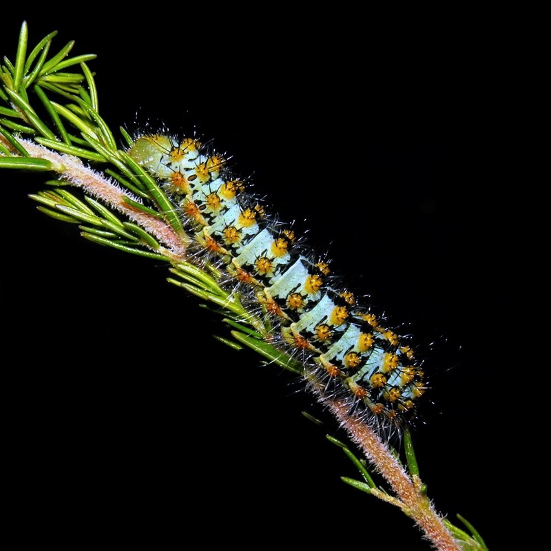 Possibile siano bruchi di Saturnia sp.? - Saturnia pavoniell