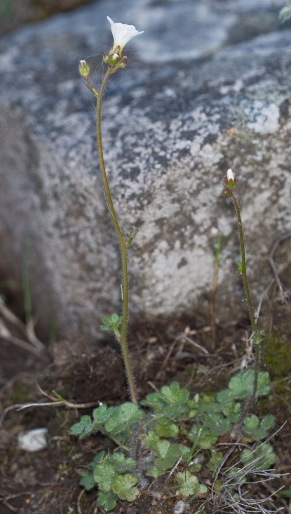 Saxifraga granulata / Sassifraga granulosa