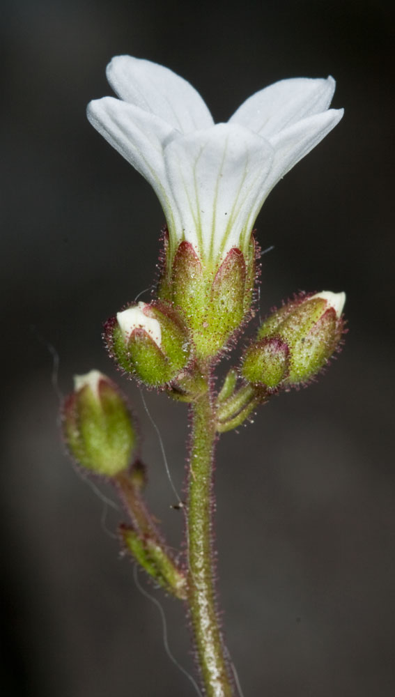Saxifraga granulata / Sassifraga granulosa