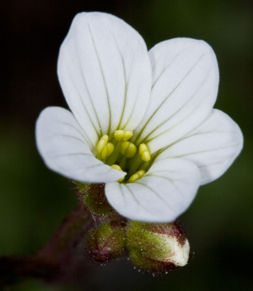 Saxifraga granulata / Sassifraga granulosa