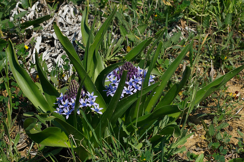 Oncostema sicula (Scilla sicula)