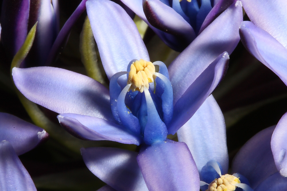 Oncostema sicula (Scilla sicula)