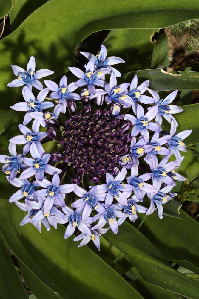 Oncostema sicula (Scilla sicula)