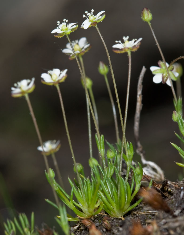 Sagina subulata / Sagina subulata