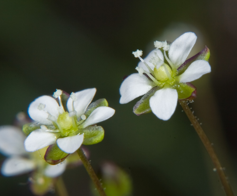Sagina subulata / Sagina subulata