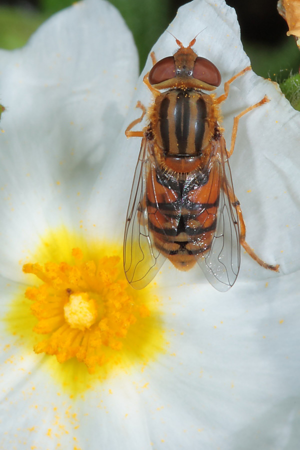 Sirfide arancione di Capraia: Parhelophilus versicolor