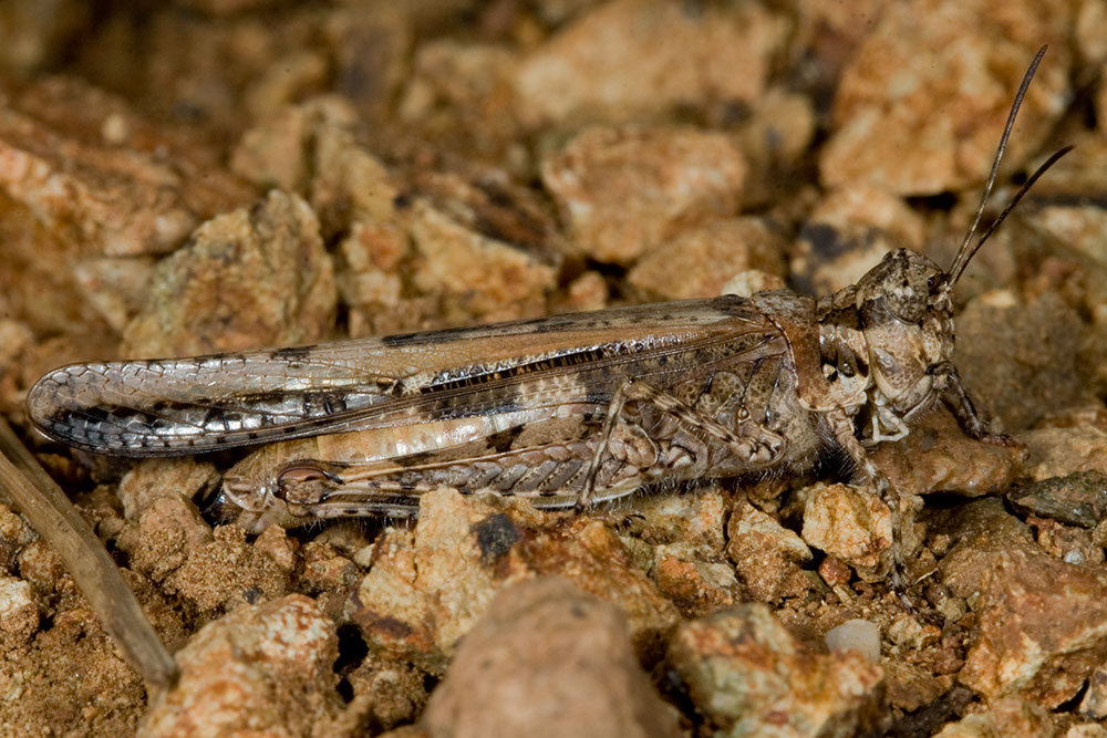 Acrotylus patruelis