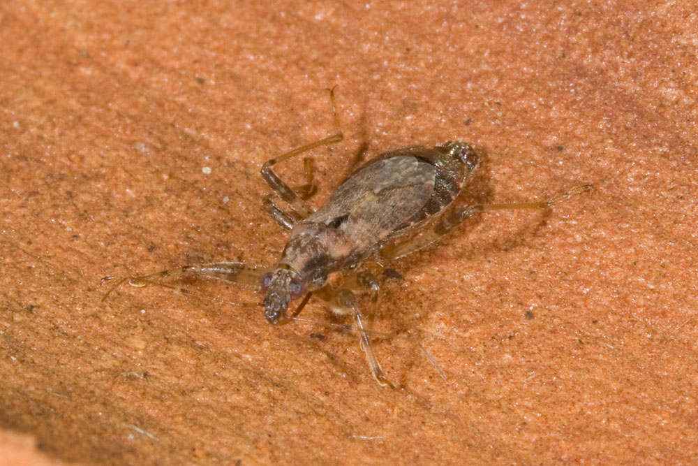 Nabidae dell''Elba: Himacerus (Aptus) mirmicoides