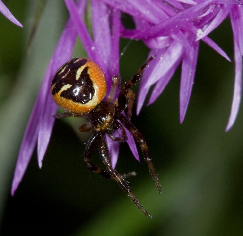 Synaema globosum