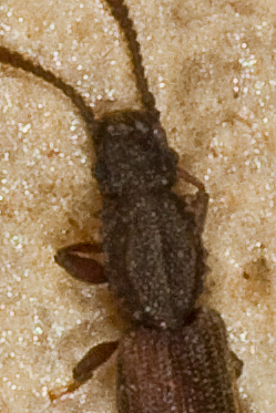 Oryzaephilus cf. surinamensis (Silvanidae)