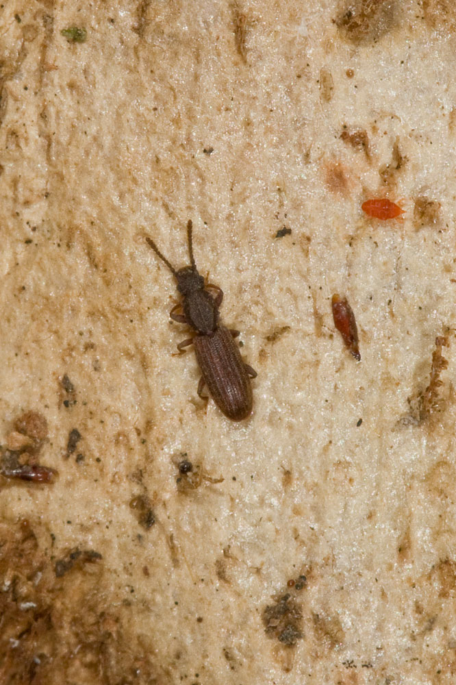 Oryzaephilus cf. surinamensis (Silvanidae)