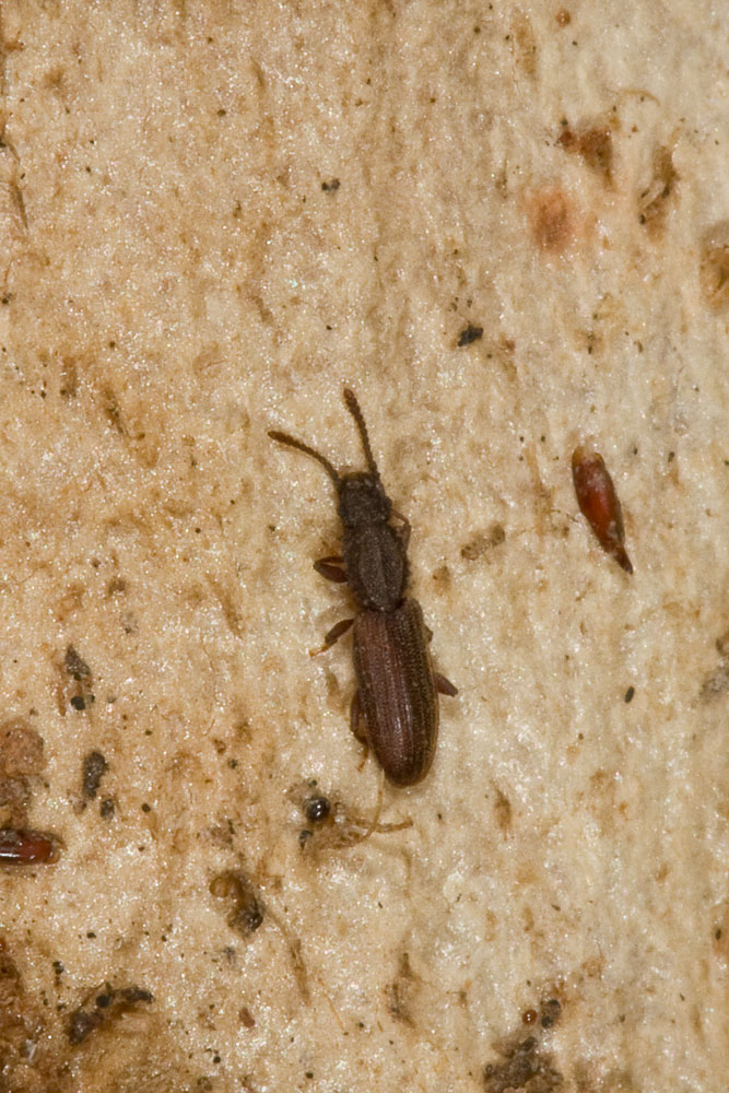 Oryzaephilus cf. surinamensis (Silvanidae)