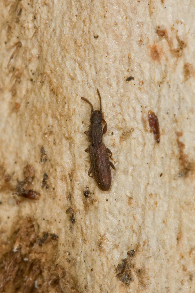 Oryzaephilus cf. surinamensis (Silvanidae)