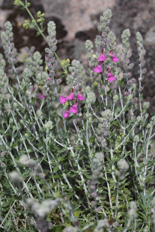 Teucrium marum / Camedrio maro