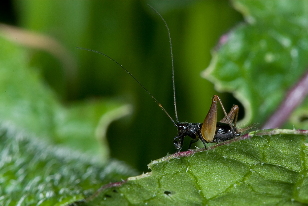 Minigrillozamperosse!!! - Trigonidium cicindeloides