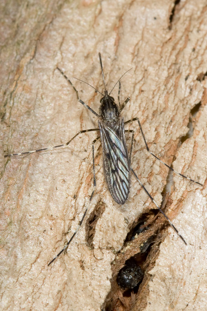 E questo cos''? (non la zanzara)  Chrysomelidae Bruchinae: cfr. Bruchus sp.