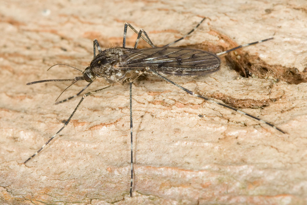 Culicidae?