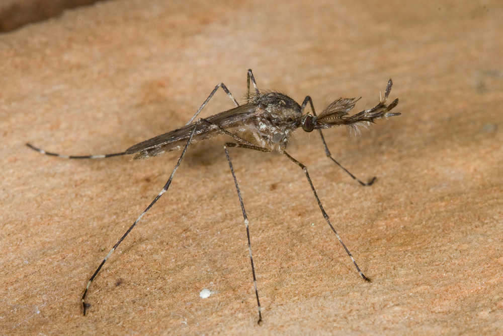 Culicidae?
