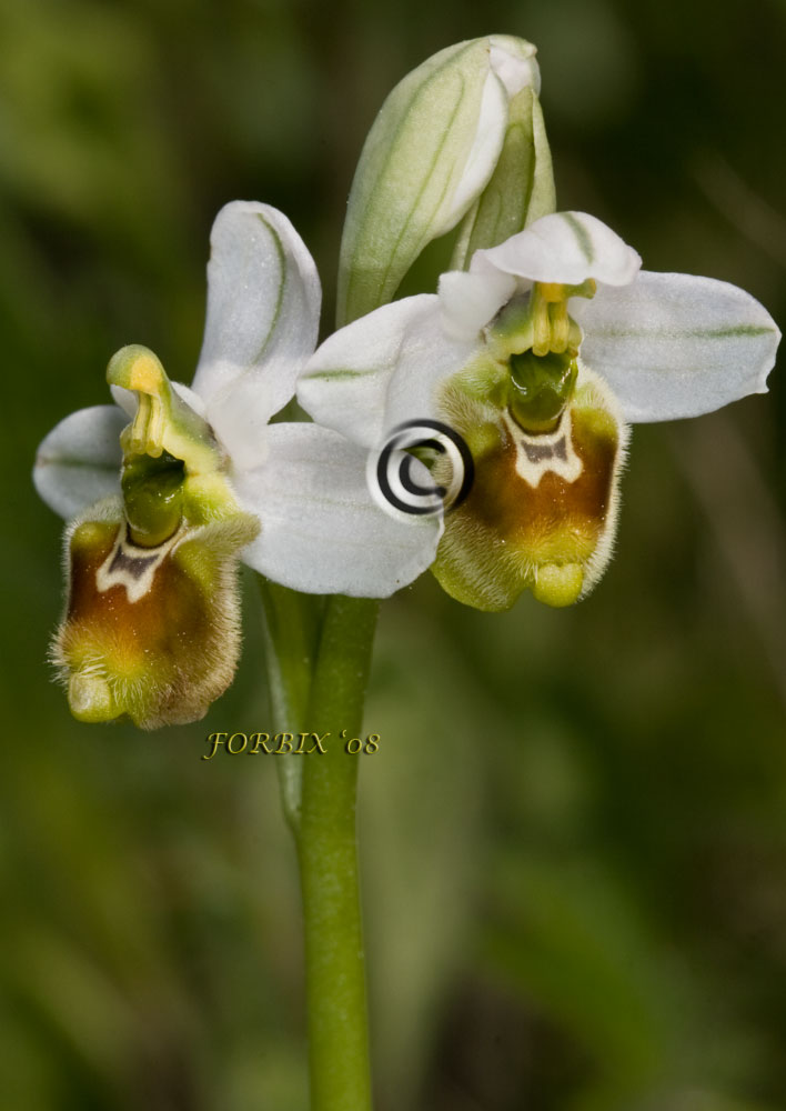 Apocromia di O. tenthredinifera   .... una chicca!!