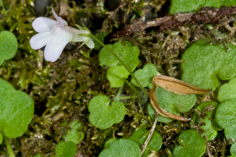 Cymbalaria aequitriloba / Ciombolino trilobo