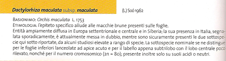 Dactilorhiza...quale specie??