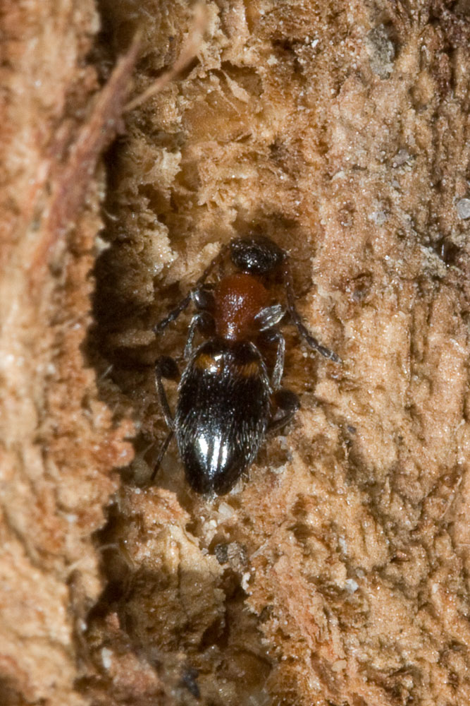 Anthelephila pedestris (Anthicidae)