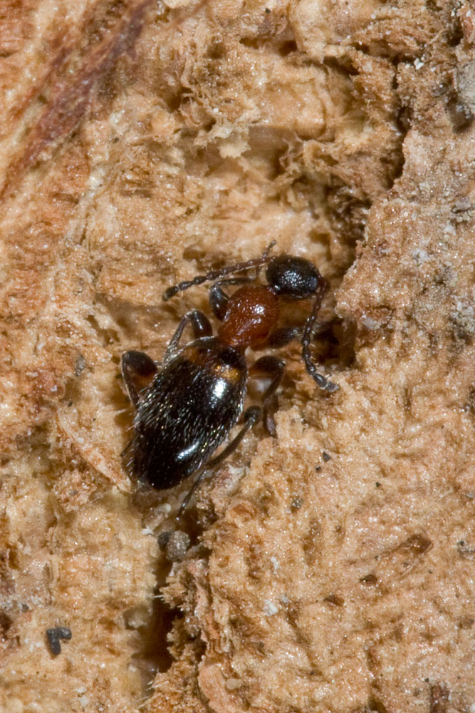 Anthelephila pedestris (Anthicidae)