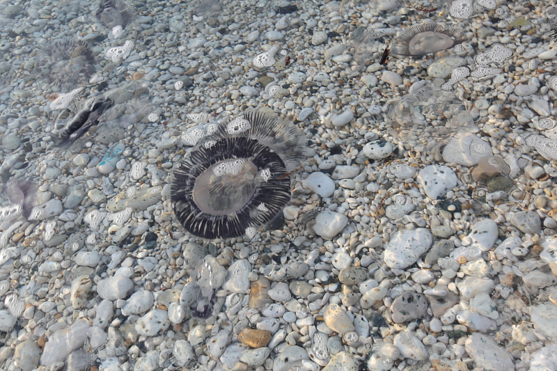 Aequorea forskalea  invade l''Elba