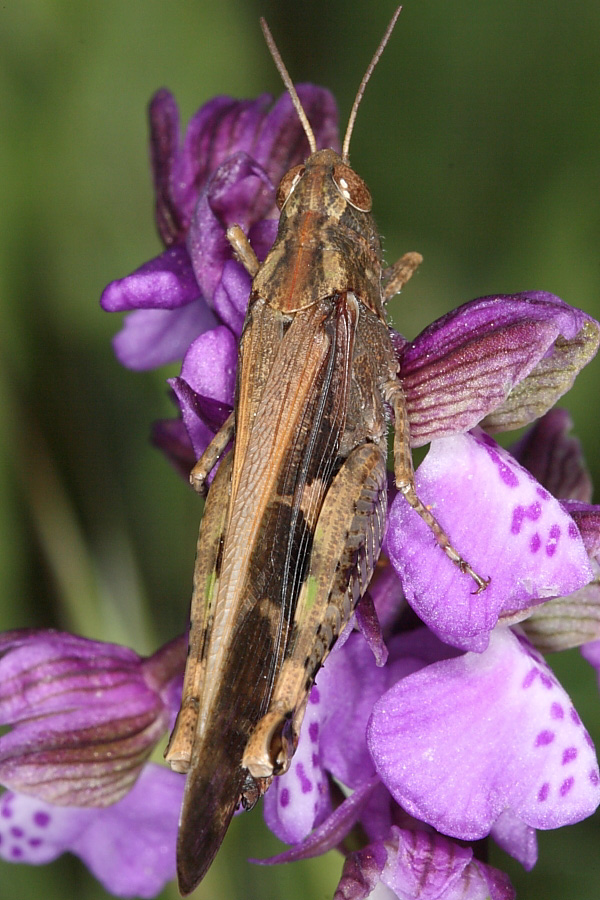 Ortottero su O. morio: Aiolopus strepens