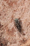 Psocoptera da determinare