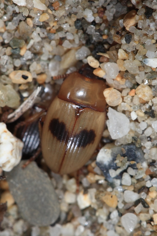 Le Phaleria dell''Elba! Phaleria bimaculata ssp. bimaculata