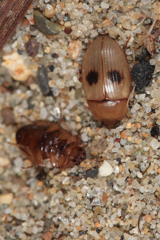 Le Phaleria dell''Elba! Phaleria bimaculata ssp. bimaculata