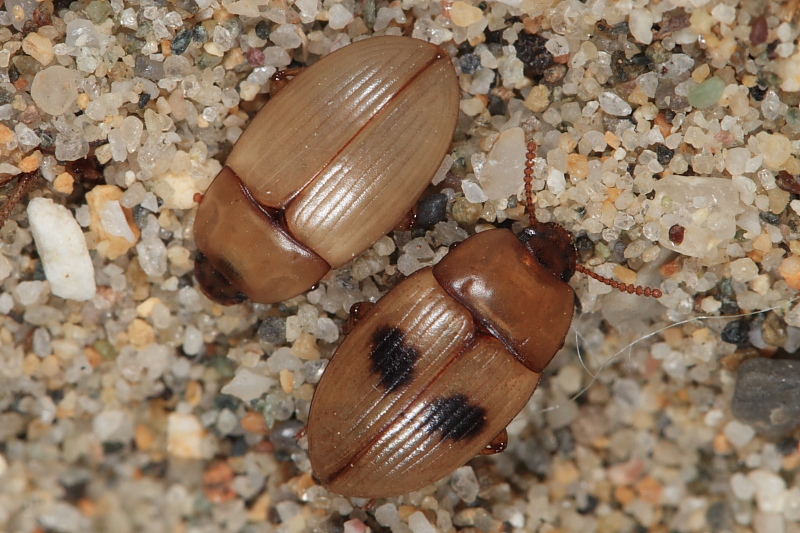 Le Phaleria dell''Elba! Phaleria bimaculata ssp. bimaculata