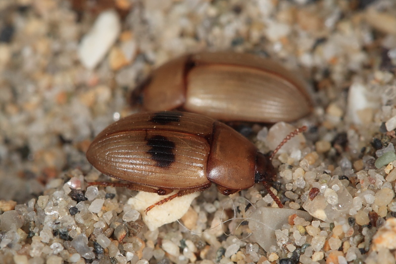 Le Phaleria dell''Elba! Phaleria bimaculata ssp. bimaculata