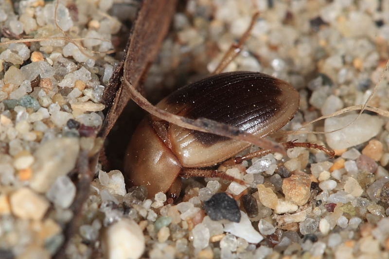 Le Phaleria dell''Elba! Phaleria bimaculata ssp. bimaculata