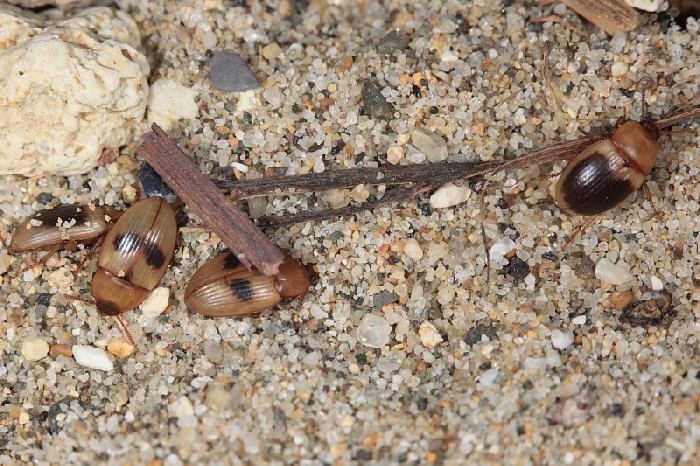 Le Phaleria dell''Elba! Phaleria bimaculata ssp. bimaculata