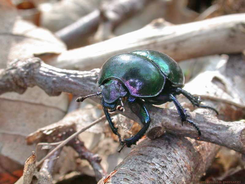 Trypocopris pyrenaeus splendens e Morimus asper