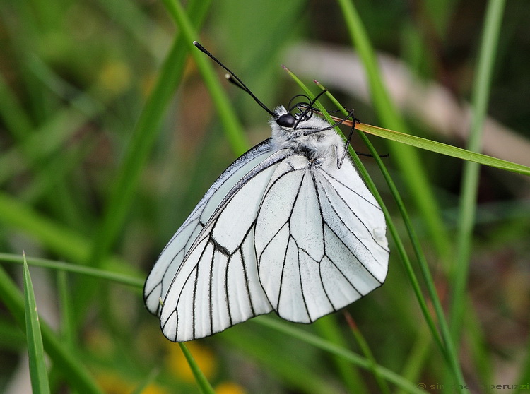 Aporia crataegi