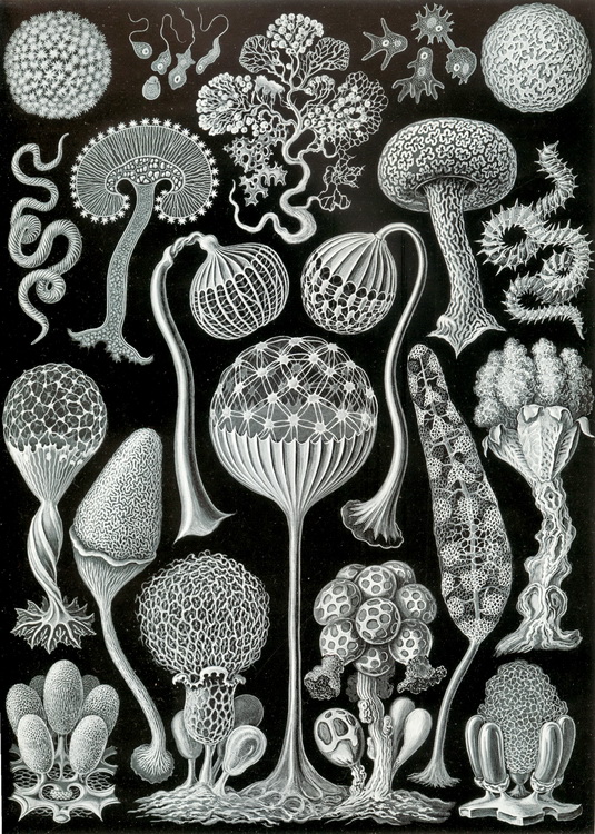 Mycetozoa - Haeckel