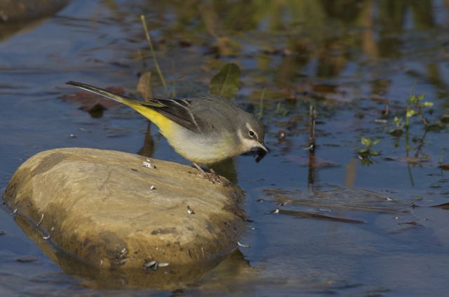 Ballerina gialla - Motacilla cinerea