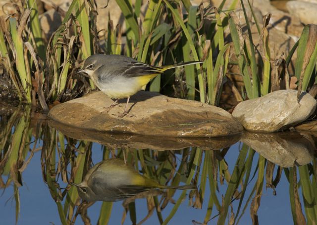 Ballerina gialla - Motacilla cinerea